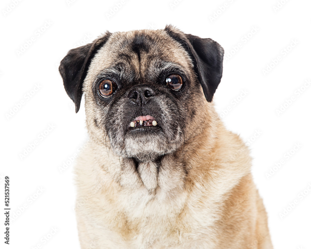 Funny Old Pug Dog Closeup