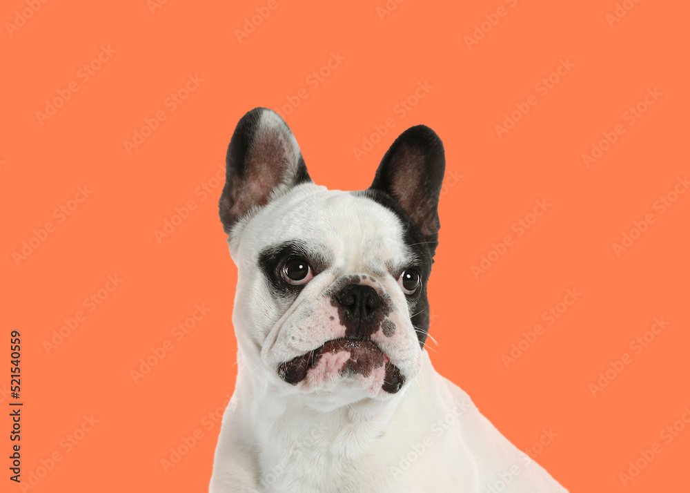 French bulldog on pale orange background. Adorable pet