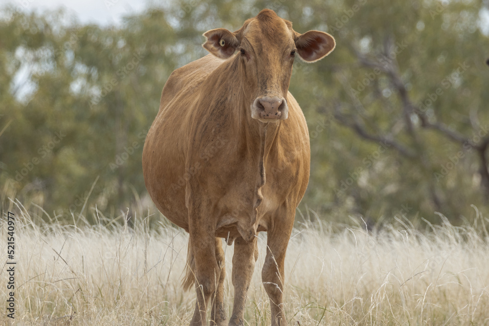 Brangus Cow in Queensland Australia Brangus Cow in Queensland Australia