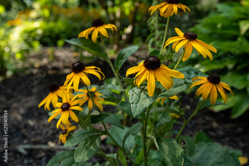 yellow flowers in the garden