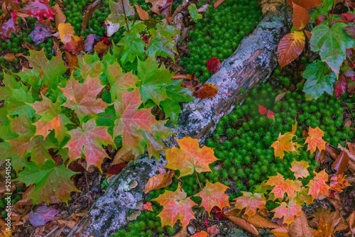 autumn leaves on moss-covered ground