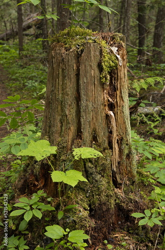 Dead tree in British Columbia Canada North America 