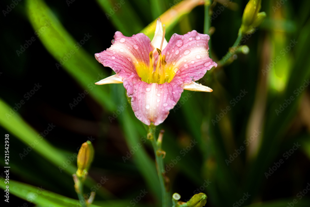 pink and yellow flower