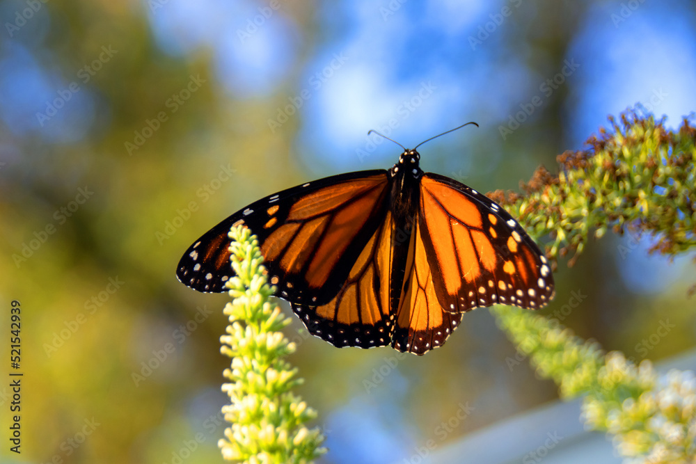 Obraz premium butterfly on a flower