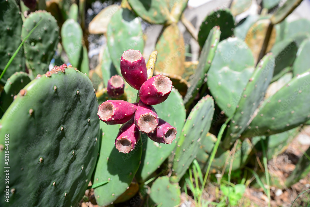 Beautiful exotic cacti growing outdoors on sunny day, closeup. Space for text Beautiful exotic cacti growing outdoors on sunny day, closeup. Space for text