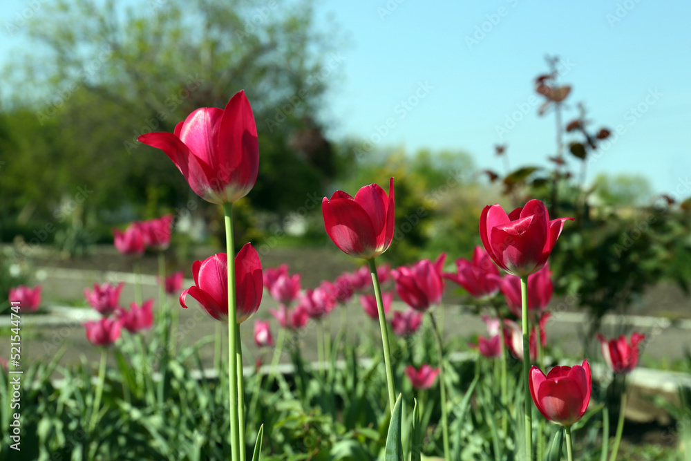 Beautiful pink tulips growing in garden. Spring season