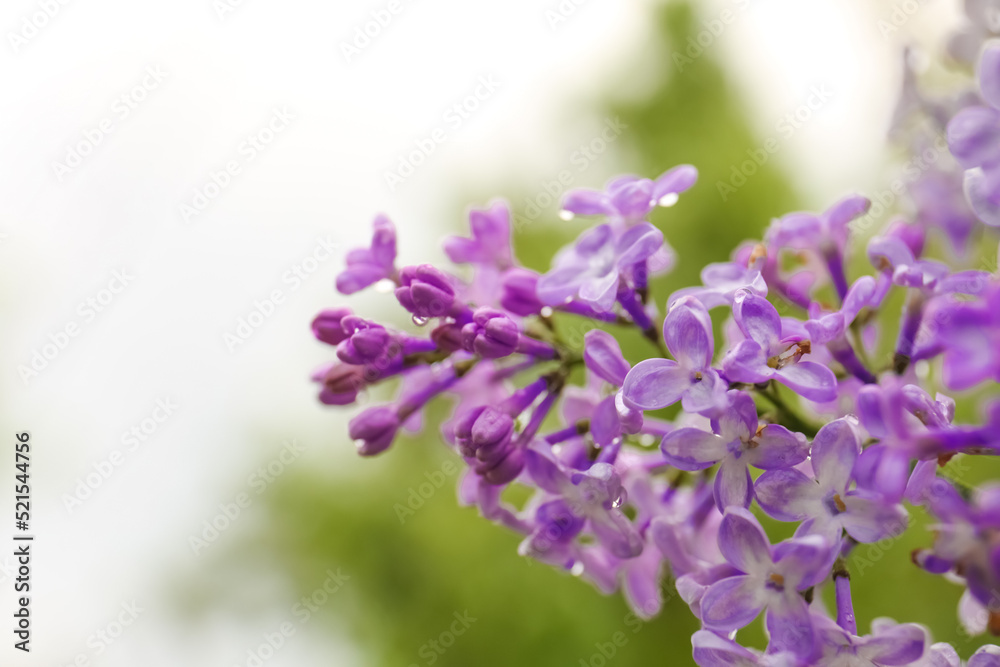 Beautiful lilac flowers with water drops on blurred background, closeup Beautiful lilac flowers with water drops on blurred background, closeup