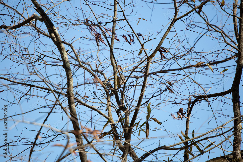 Tufted-Titmouse Bird Tufted-Titmouse Bird