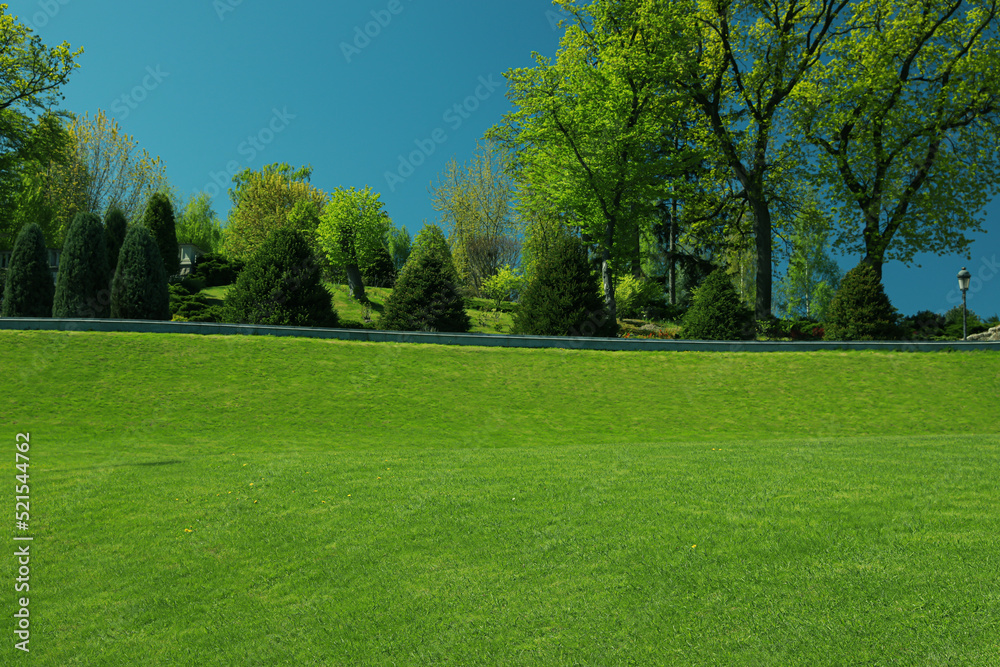 Beautiful view of landscape with fresh green grass and trees outdoors