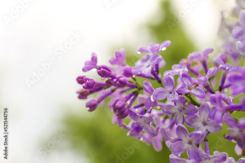 Beautiful lilac flowers with water drops on blurred background  closeup