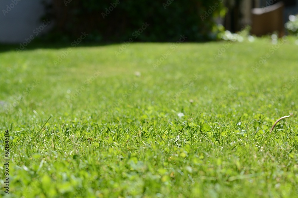 Green lawn with fresh grass outdoors on sunny day, closeup