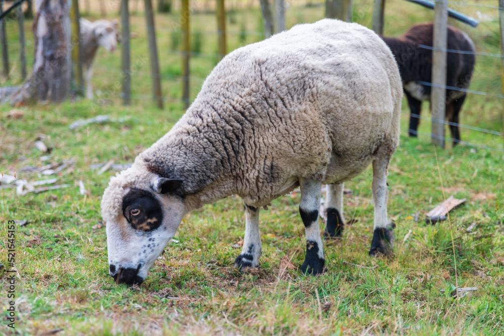 Free range sheep eating grass. New Zealand rural farm. Free range sheep eating grass. New Zealand rural farm.