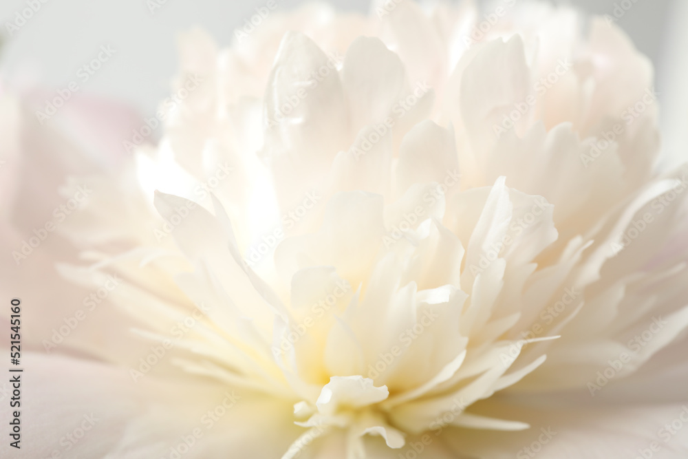 Beautiful blooming white peony as background, closeup