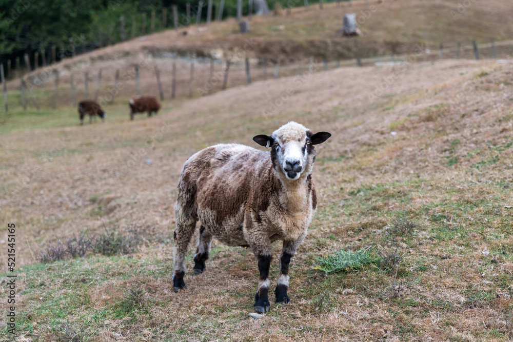 Obraz premium Free-range sheep eating grass. New Zealand rural farm. 