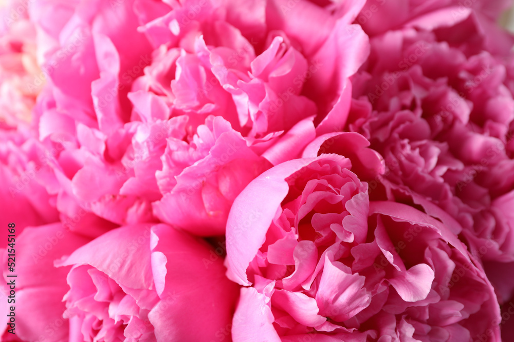 Closeup view of beautiful pink peony flowers