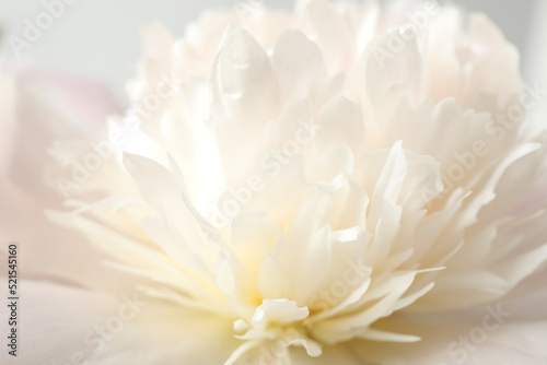 Beautiful blooming white peony as background, closeup © New Africa