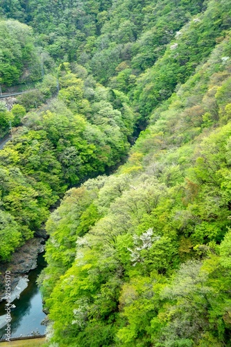 mountain river in the forest