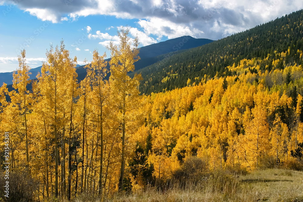 Mountains with Yellow Aspen Trees in the Fall 
