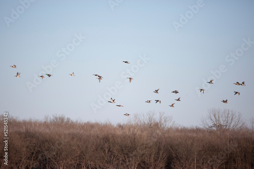 Large Flock of Ducks in Flight