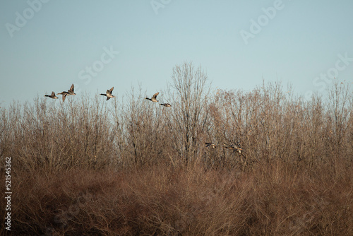 Flock of Mallard Ducks in Flight
