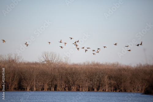 Large mixed flock of Mallard, Gadwall, and Wigeon ducks flying over a wetland habitat during migration
