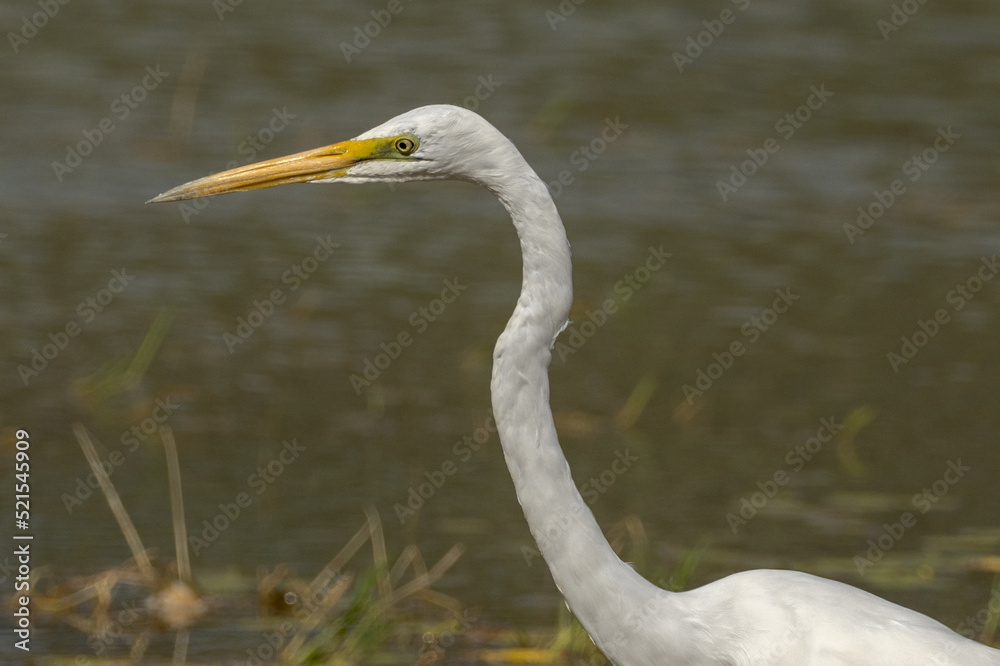 Eastern Great Egret in Queensland Australia Eastern Great Egret in Queensland Australia