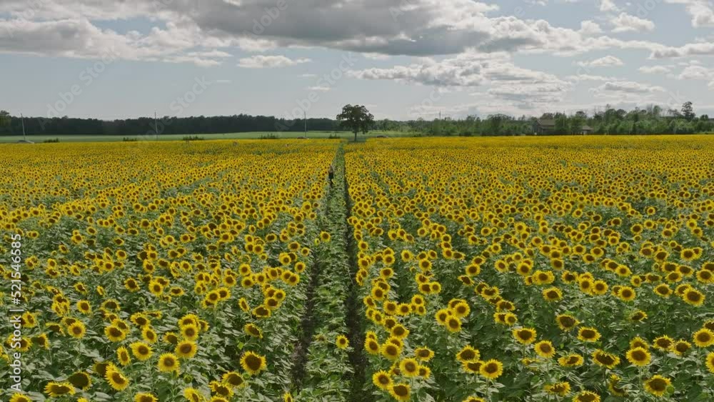 Aerial of sunflowers dolly into a young women in the middle of the field Aerial of sunflowers dolly into a young women in the middle of the field