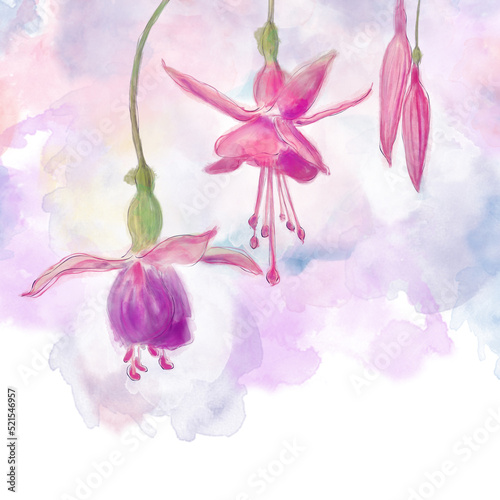 Watercolor of Pink and Purple Fuchsia Flowers