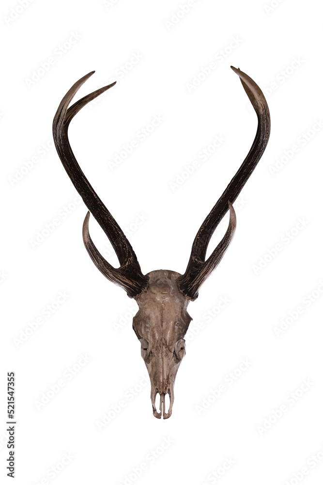 Deer antlers isolated on a white background include clipping path. Deer antlers isolated on a white background include clipping path.