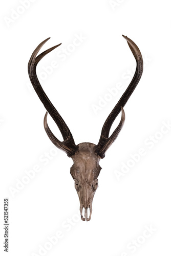 Deer antlers isolated on a white background include clipping path.