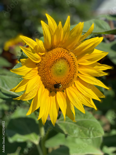 sunflower with bee