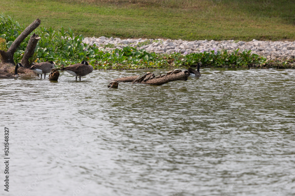 Fototapeta premium Canada Geese