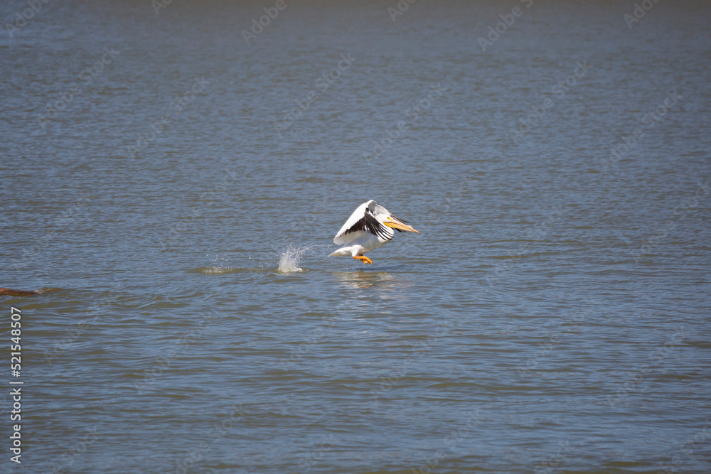 American Pelican Landing in Water