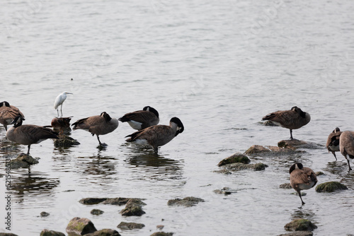 Canada Geese and Immature Snowy Egret