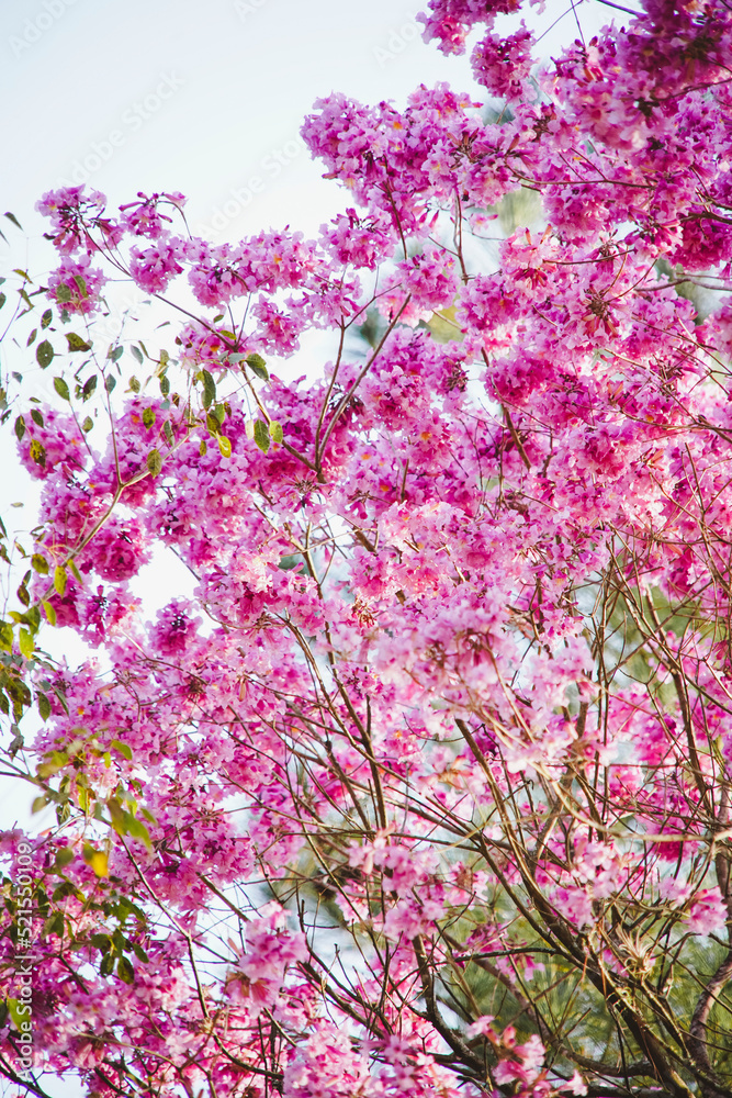 Beautiful Ipe Tree Pink Flowers