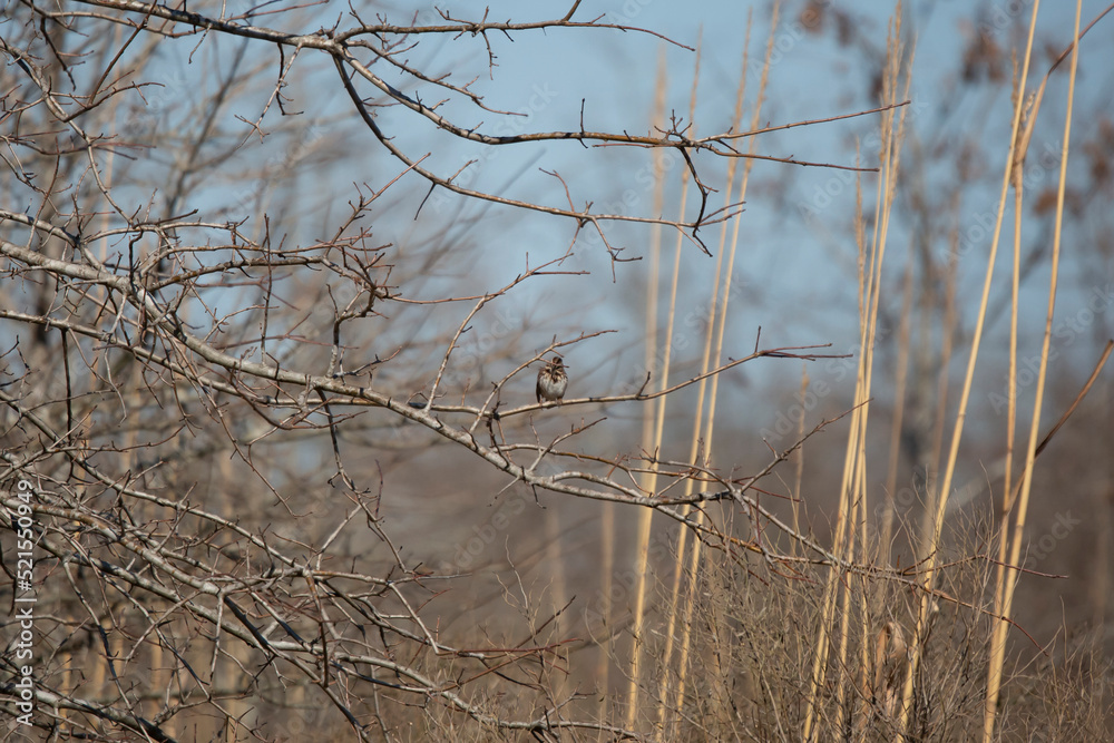 Curious Song Sparrow Curious Song Sparrow