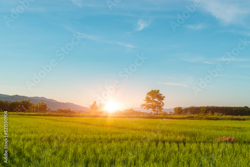 Green rice field with blue sky cloud background. Countryside landscape.