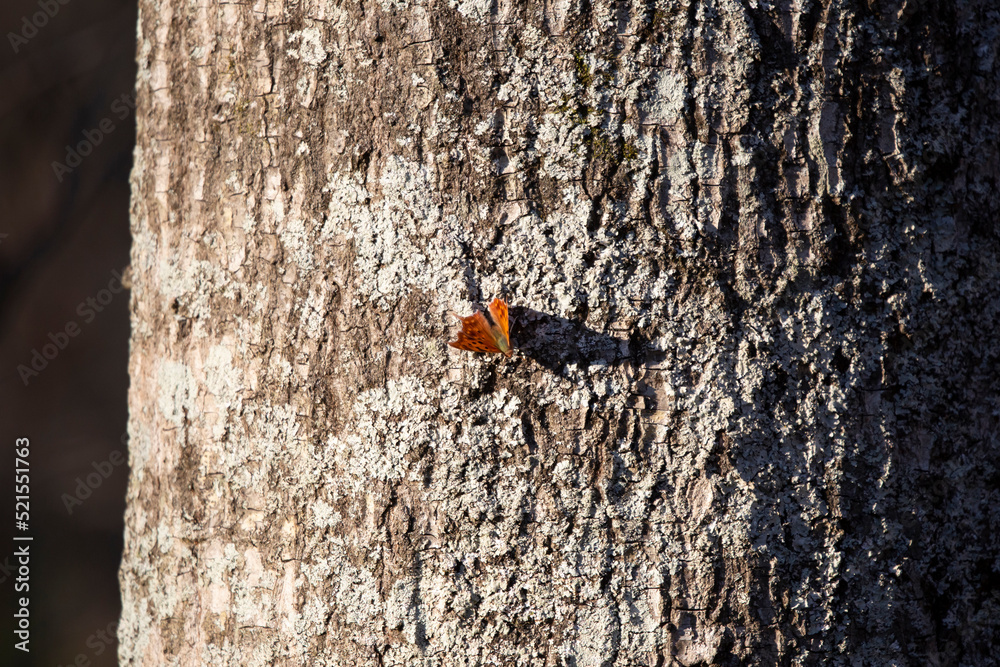 Fototapeta premium Question Mark Butterfly