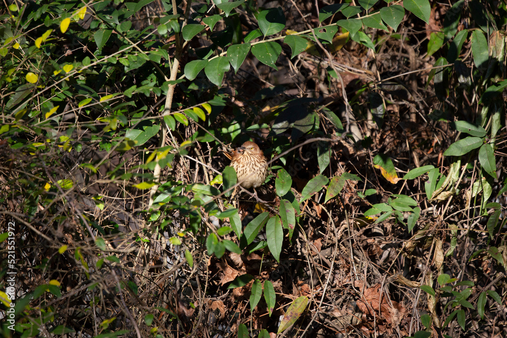 Obraz premium Sick Brown Thrasher