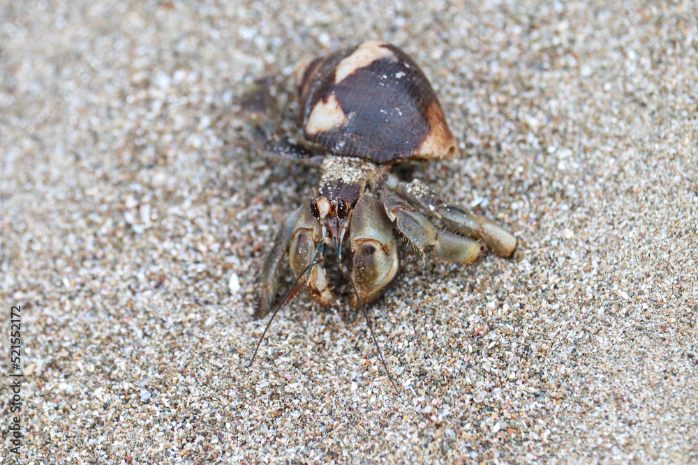 Hermit Crab Hermit Crab