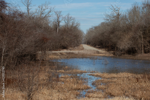 Marshland in the Forest © Brandy McKnight