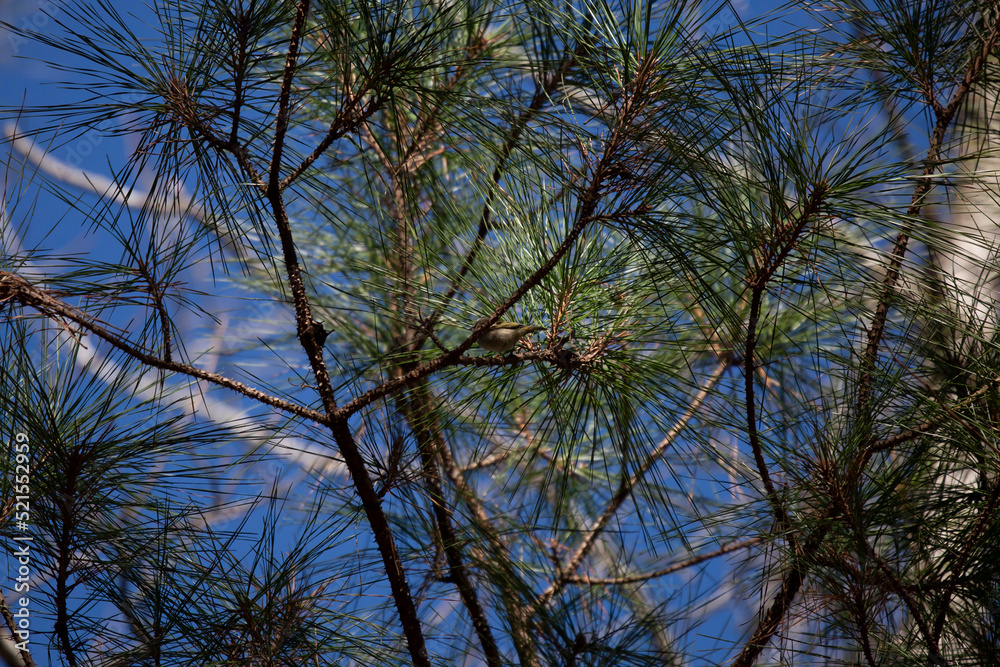 Obraz premium Golden-Crowned Kinglet