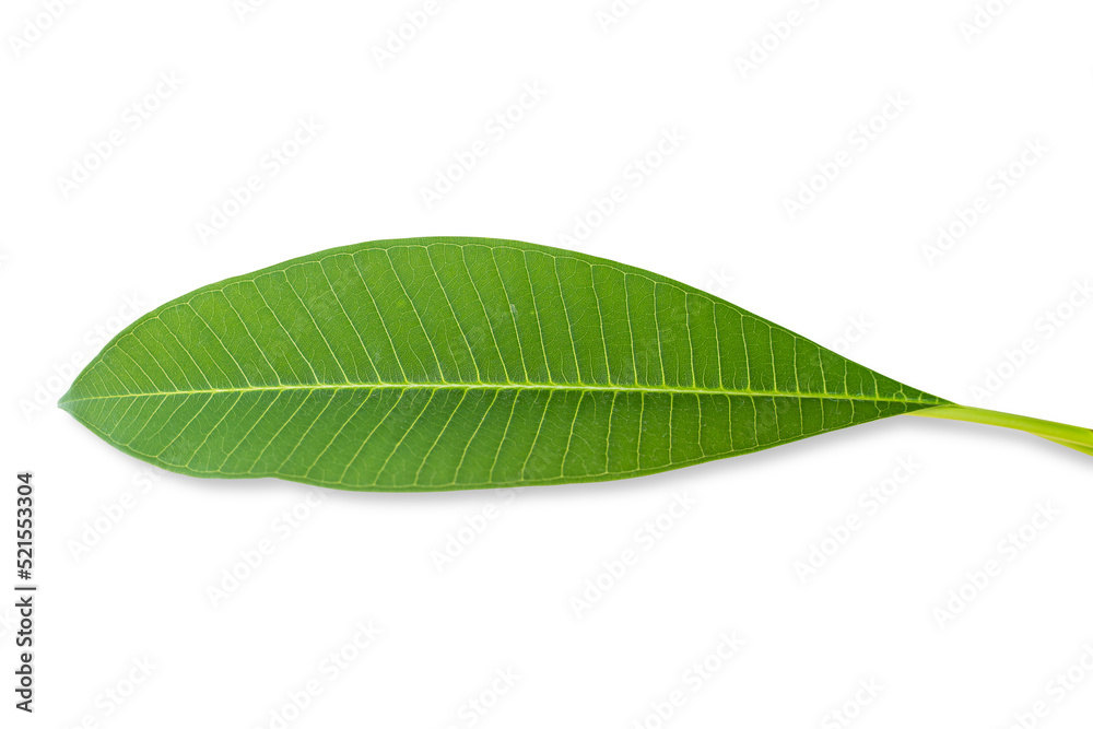 Obraz premium Green frangipani leaf isolated on white background included clipping path.