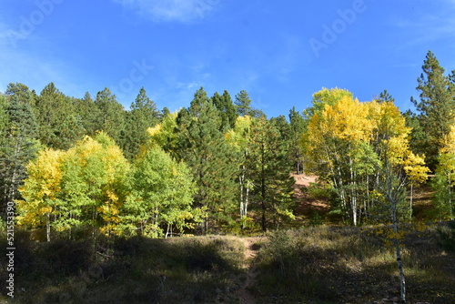 trees in the mountains