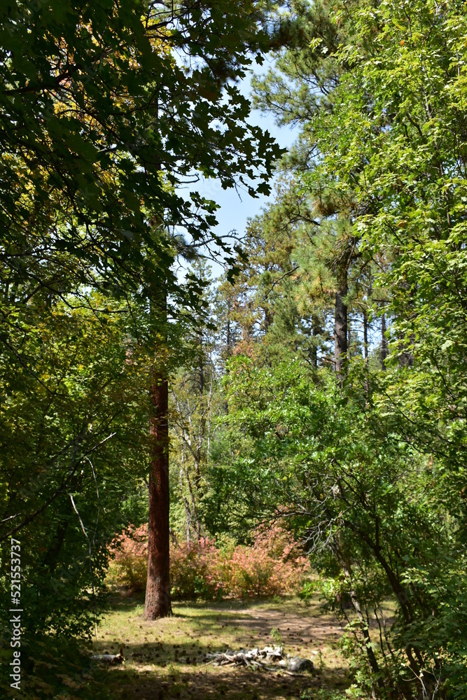 footpath in the woods footpath in the woods