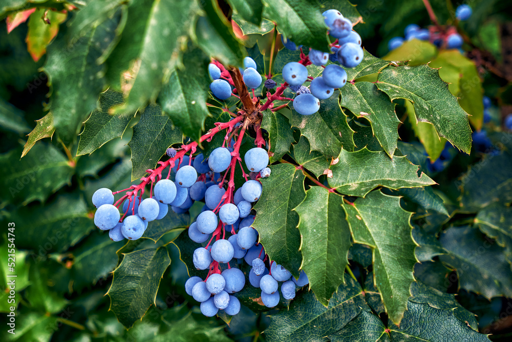 mahonia holly with berries growing in the garden