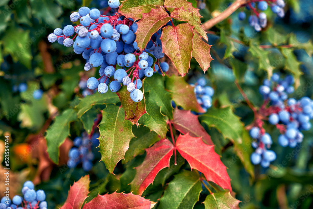 mahonia holly with berries growing in the garden