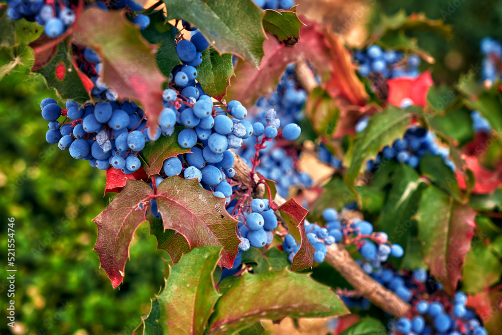 mahonia holly with berries growing in the garden
