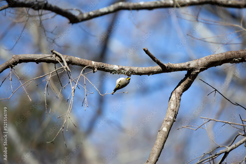 Curious Golden-Crowned Kinglet Curious Golden-Crowned Kinglet