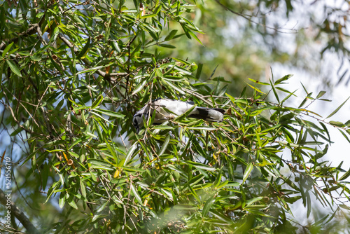 Blue Jay Foraging in an Oak Tree